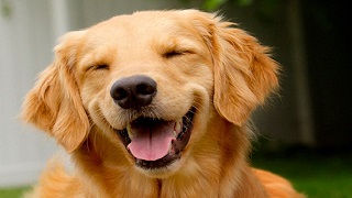A happy dog
